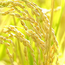 新規需要米の品種開発
